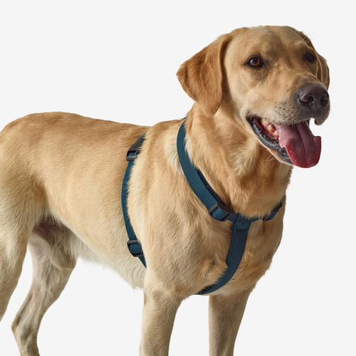 





Dog harness blue 100